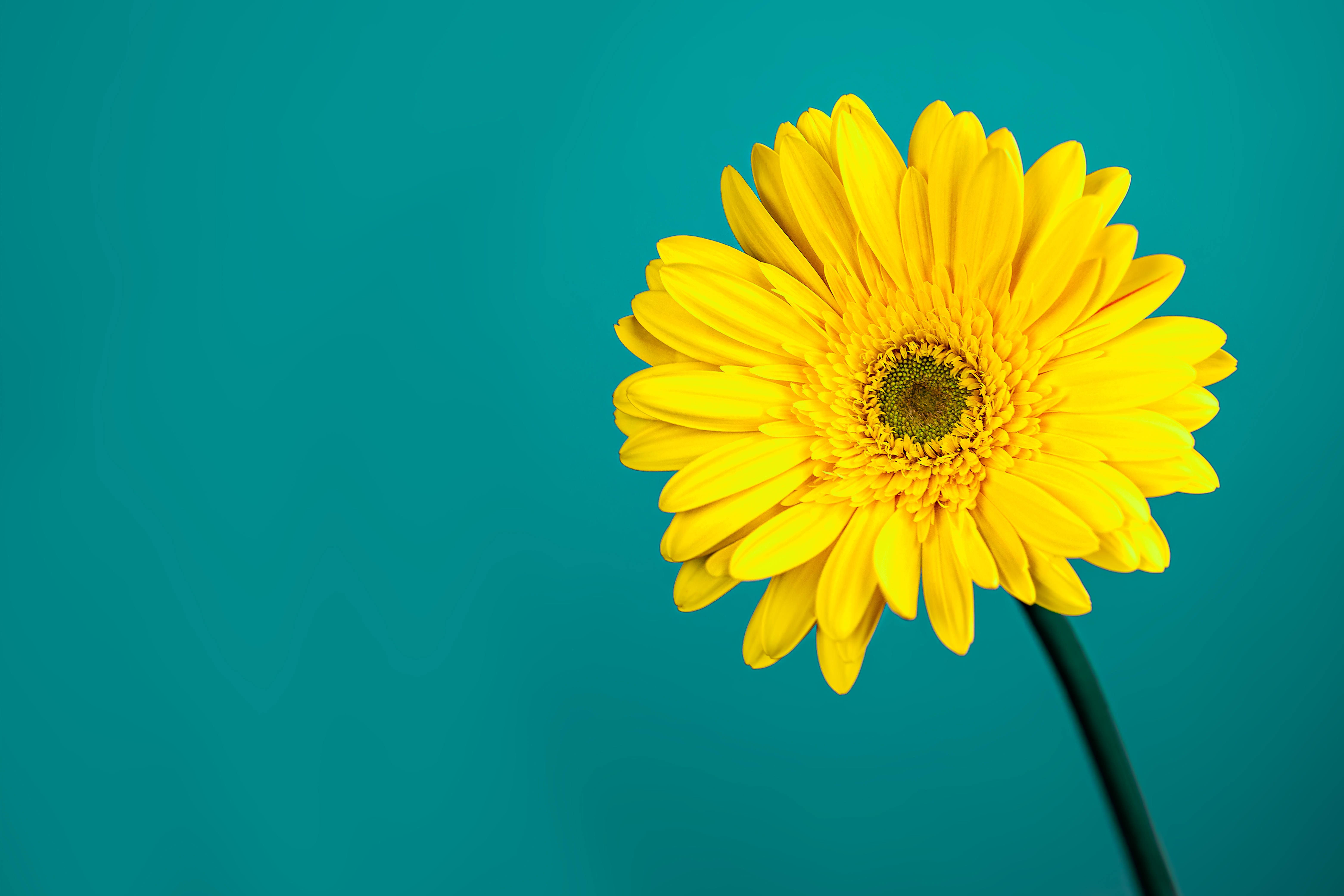 Gerbera jaune éclatant